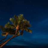 Image related to Lahaina Banyan Court