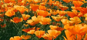 Image related to Independence Park