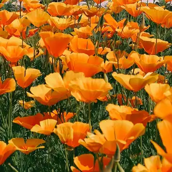 Image related to Independence Park