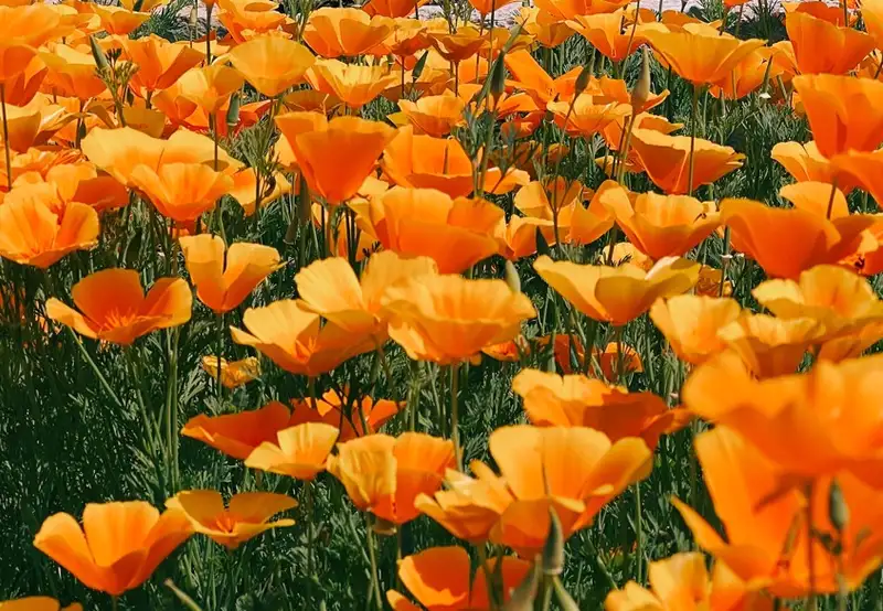 Image related to Independence Park