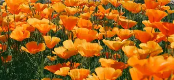 Image related to Independence Park