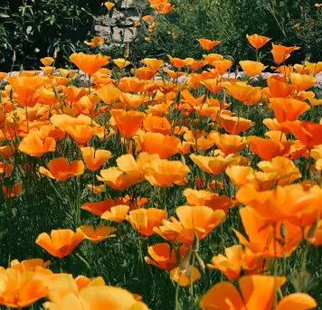 Image related to Independence Park