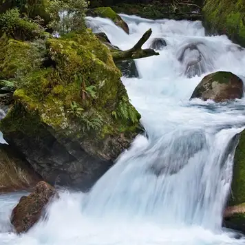 Image related to Hollyford Track