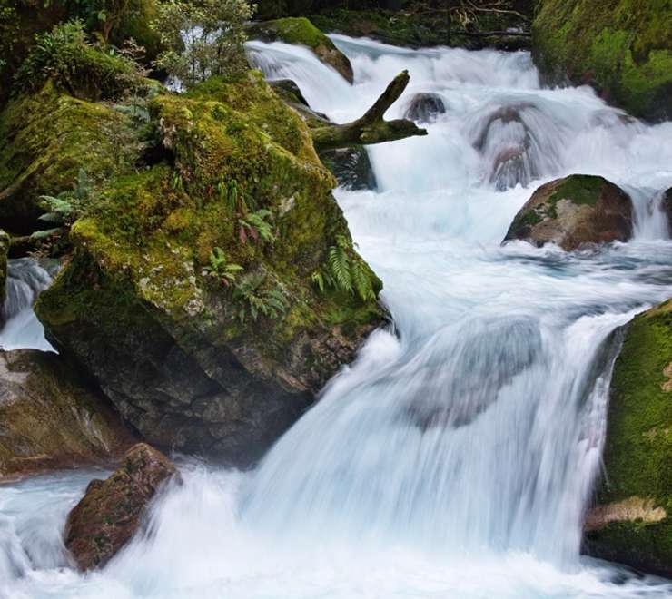 Hollyford Track