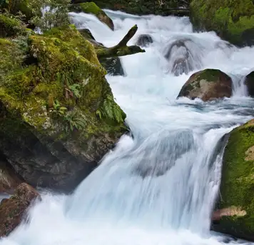 Image related to Hollyford Track