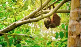 Image related to Sloth Sanctuary 