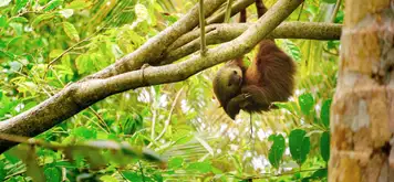 Image related to Sloth Sanctuary 