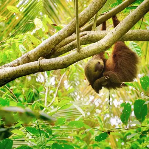 Image related to Image related to Sloth Sanctuary 