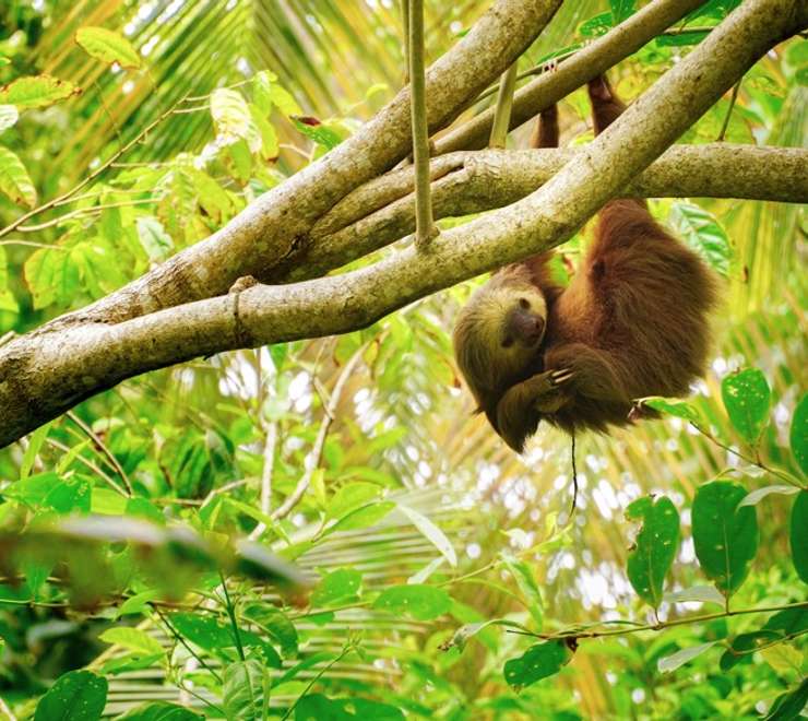 Sloth Sanctuary 