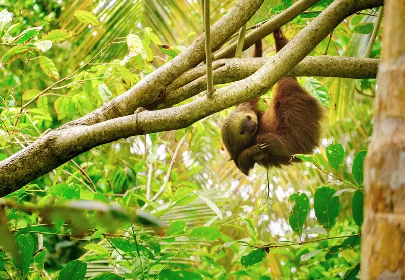 Sloth Sanctuary 