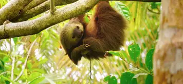 Image related to Sloth Sanctuary 