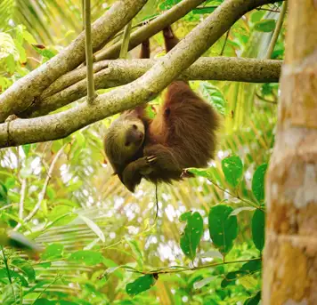 Image related to Image related to Sloth Sanctuary 