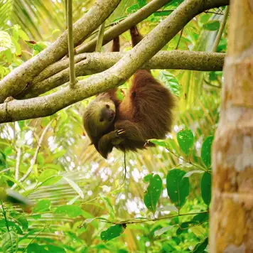 Image related to Sloth Sanctuary 