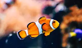 Image related to Bermuda Aquarium