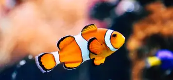 Image related to Bermuda Aquarium