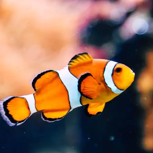 Image related to Bermuda Aquarium