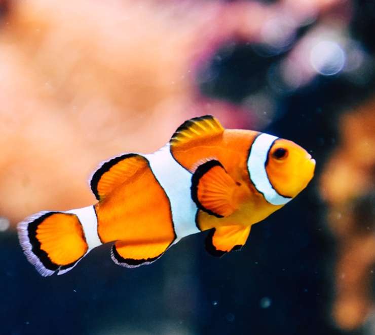 Bermuda Aquarium