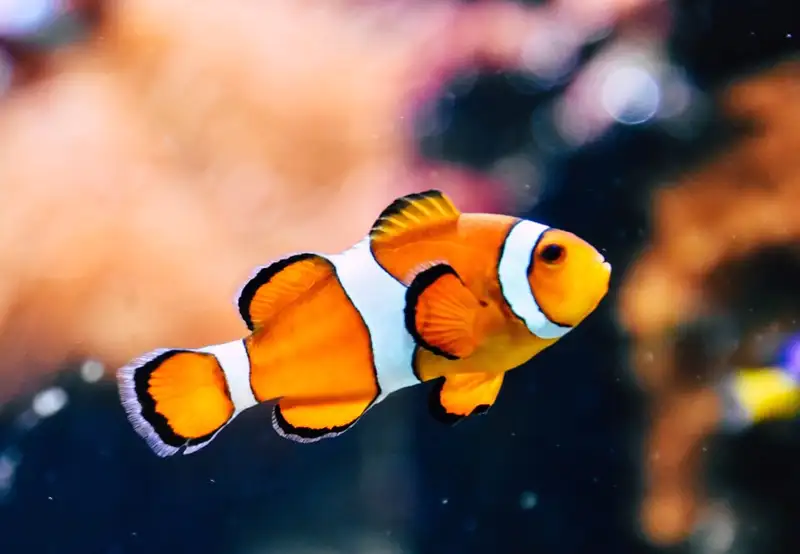 Bermuda Aquarium