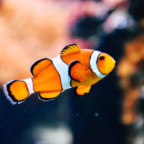 Image related to Bermuda Aquarium