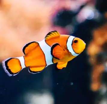 Bermuda Aquarium