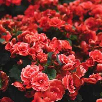 Image related to Sunken Gardens Park