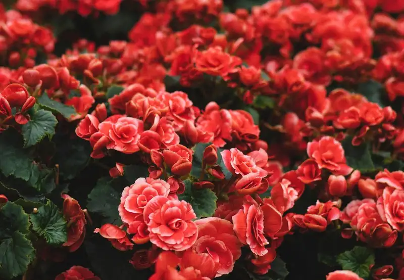 Image related to Sunken Gardens Park