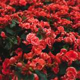 Image related to Sunken Gardens Park
