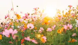 Image related to Image related to Le Jardin des Personnalités