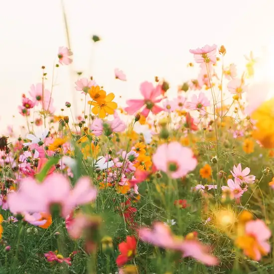 Image related to Image related to Le Jardin des Personnalités