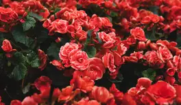 Image related to Hanging Gardens