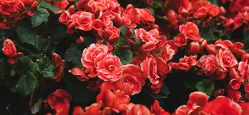 Image related to Les Jardins Suspendus