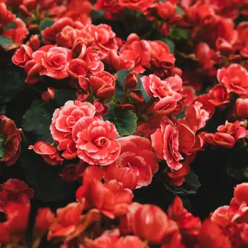 Image related to Image related to Hanging Gardens