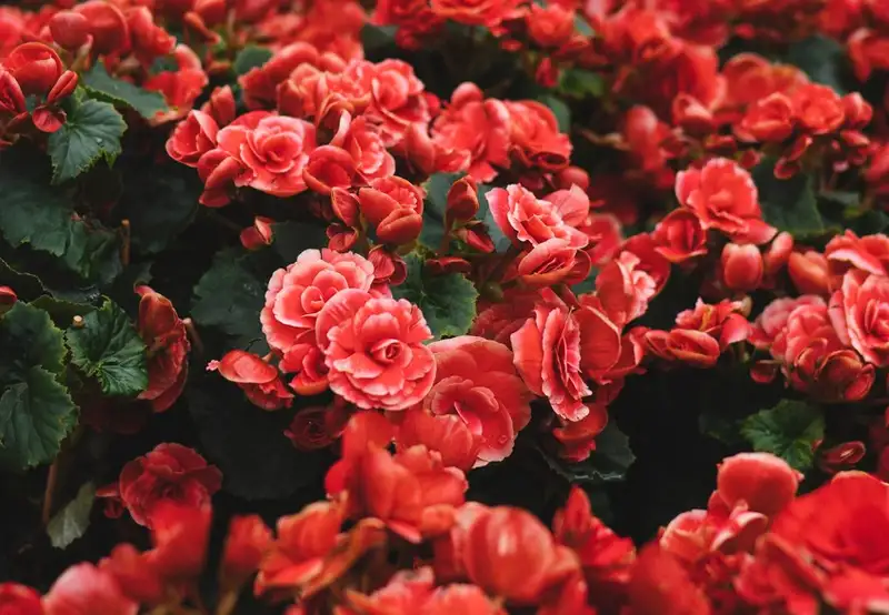 Image related to Hanging Gardens