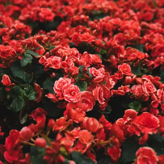 Image related to Les Jardins Suspendus