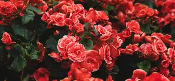 Image related to Les Jardins Suspendus