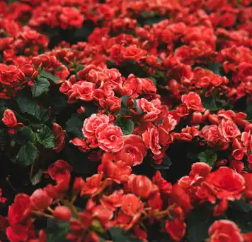 Image related to Les Jardins Suspendus