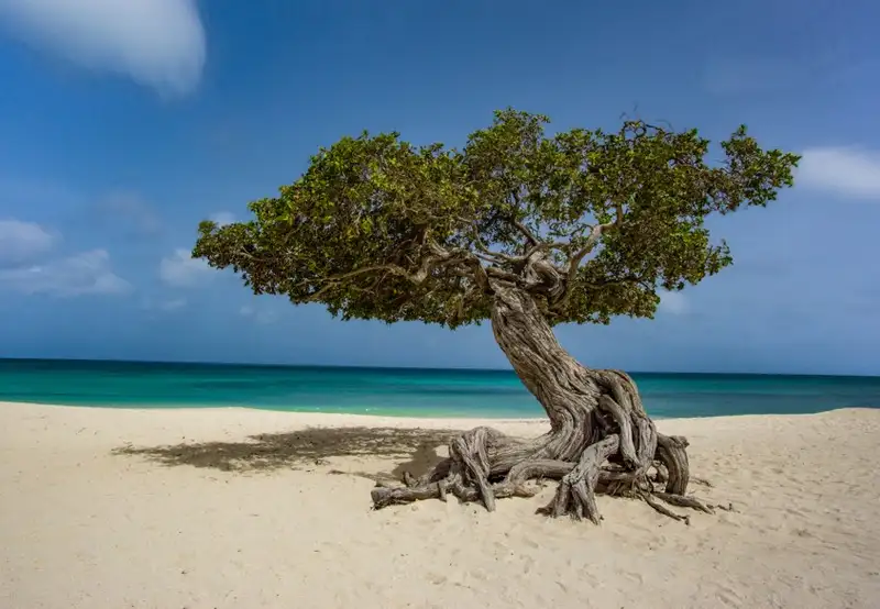Museum