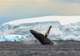 Whales