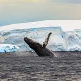 Humpback Whale