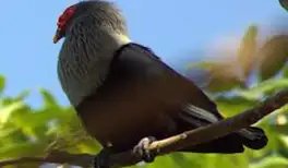 Image related to Guided Wildlife Trek