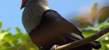 Image related to Guided Wildlife Trek