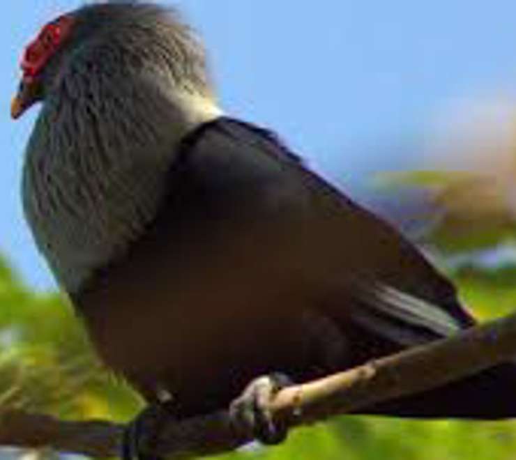 Guided Wildlife Trek