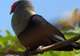 Guided Wildlife Trek