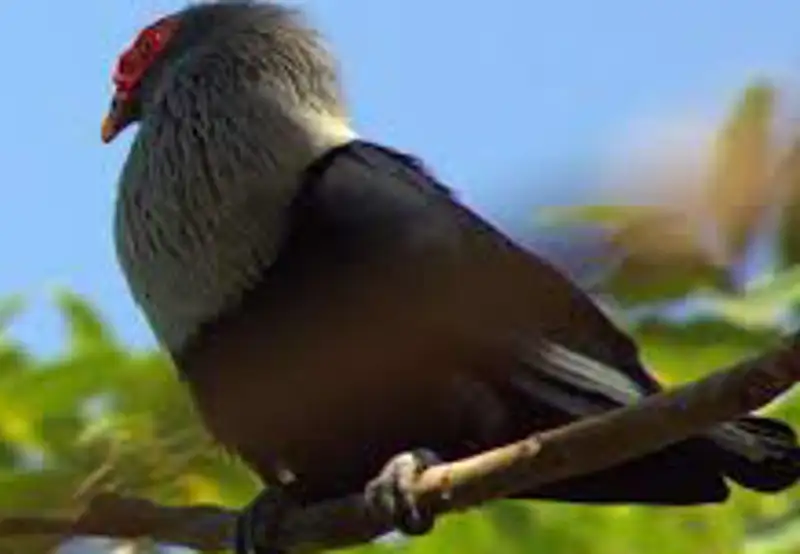 Guided Wildlife Trek