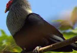 IgluCruise.Application.ViewModels.Shared.WebImageViewModel?.Description