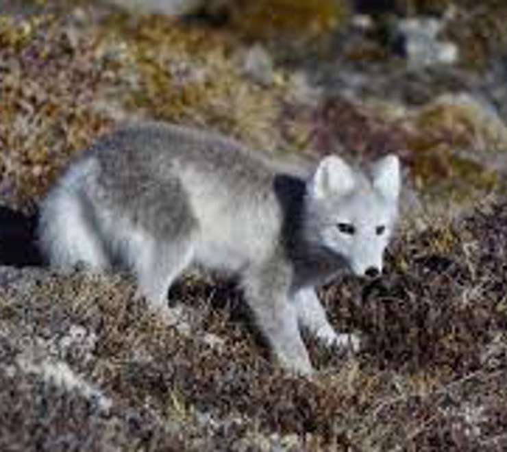 Spot Arctic Wildlife