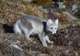 Spot Arctic Wildlife
