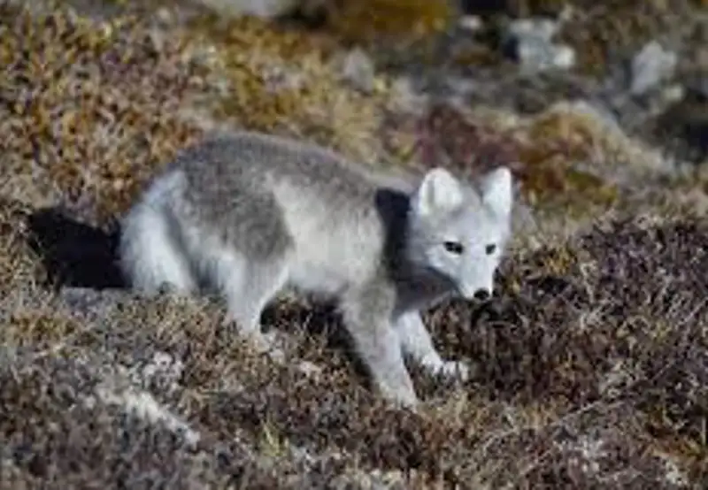 Spot Arctic Wildlife