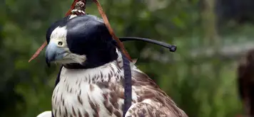 Image related to Falconry Center