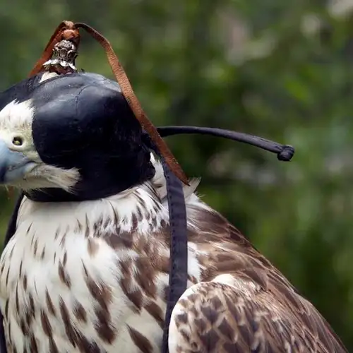 Image related to Falconry Center